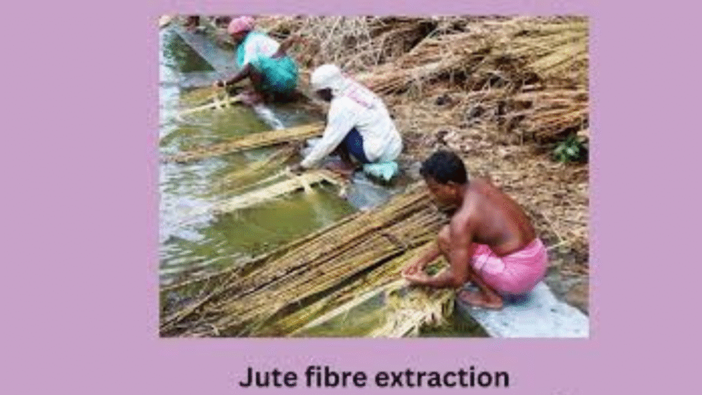 Jute Plant