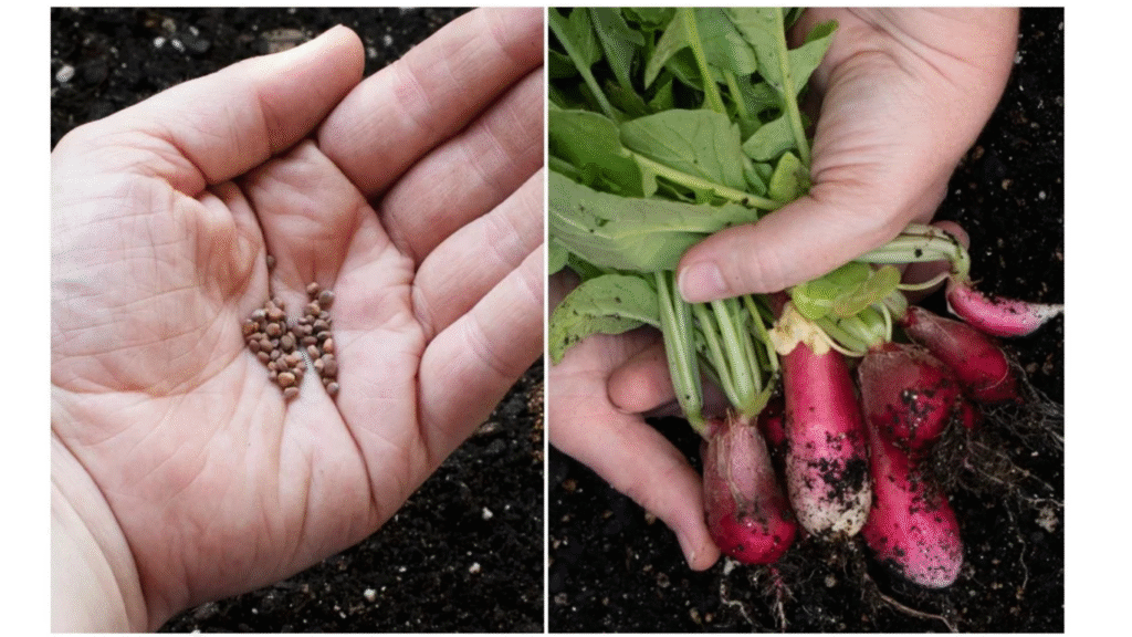 How to Grow Radishes