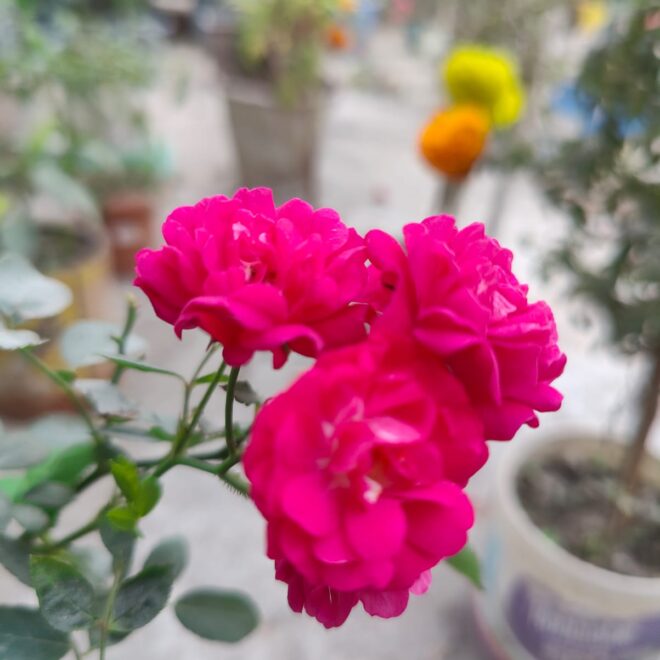 Rose Flowers