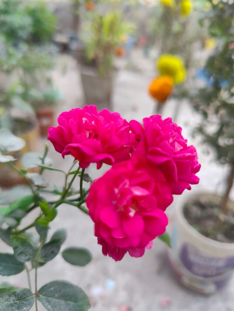 Rose Flowers