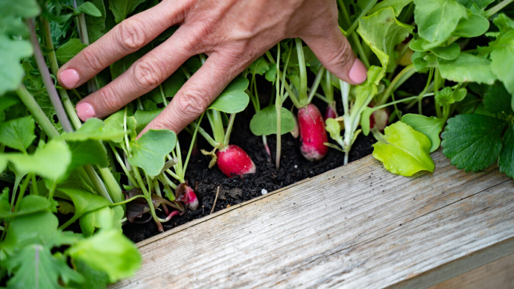 How to Grow Radishes