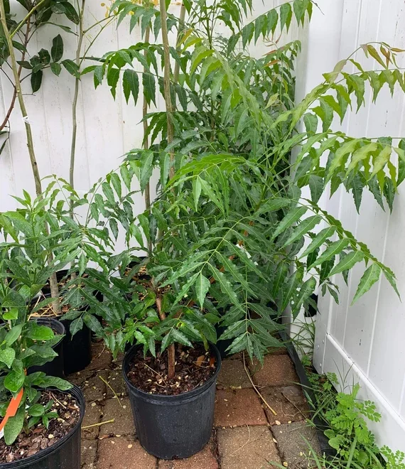 How to Grow a Neem Tree