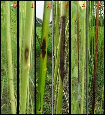 Stem Rot (Macrophomina phaseolina)