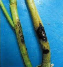 Anthracnose (Colletotrichum corchori)