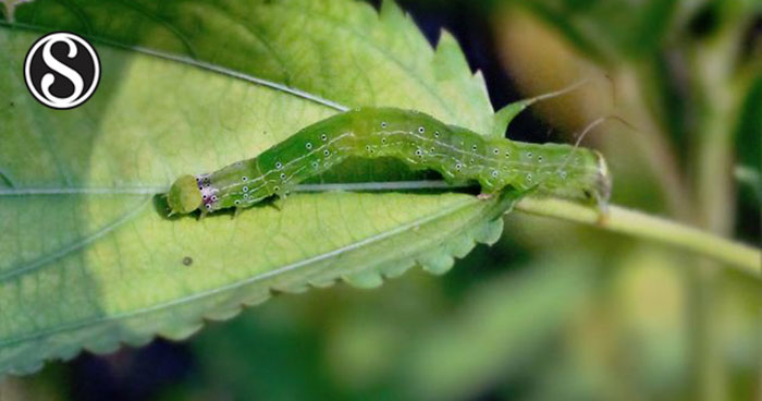 Semilooper (Anomis sabulifera)