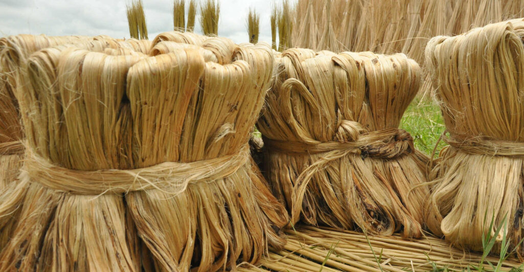 Jute Plant