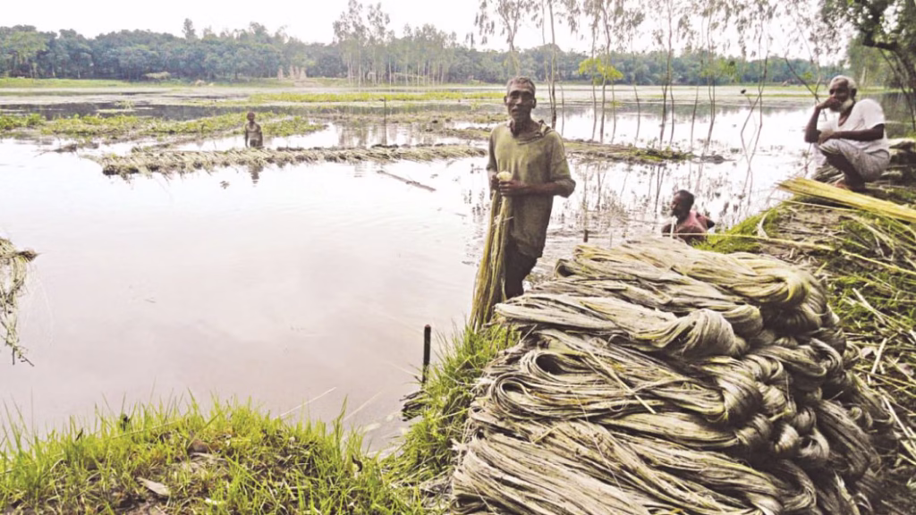 Jute Plant