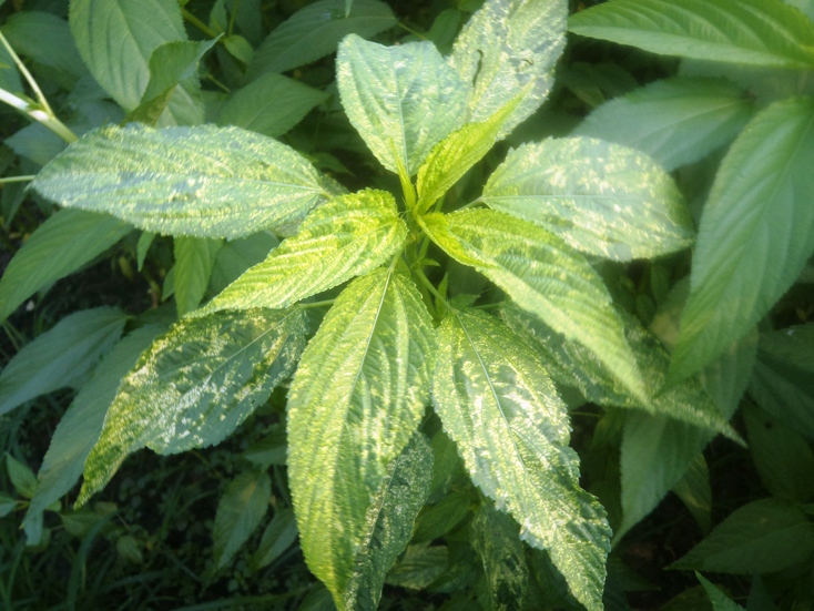 Leaf Mosaic Virus