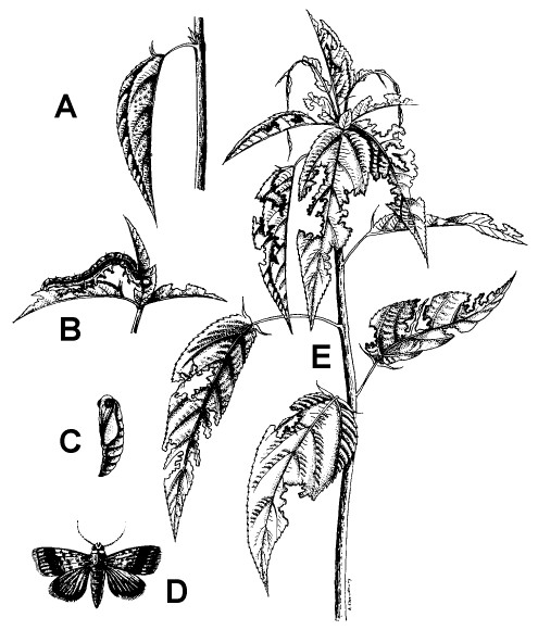 Jute Plant 