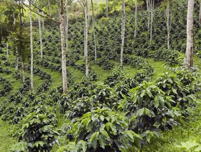 Benefits of Agroforestry