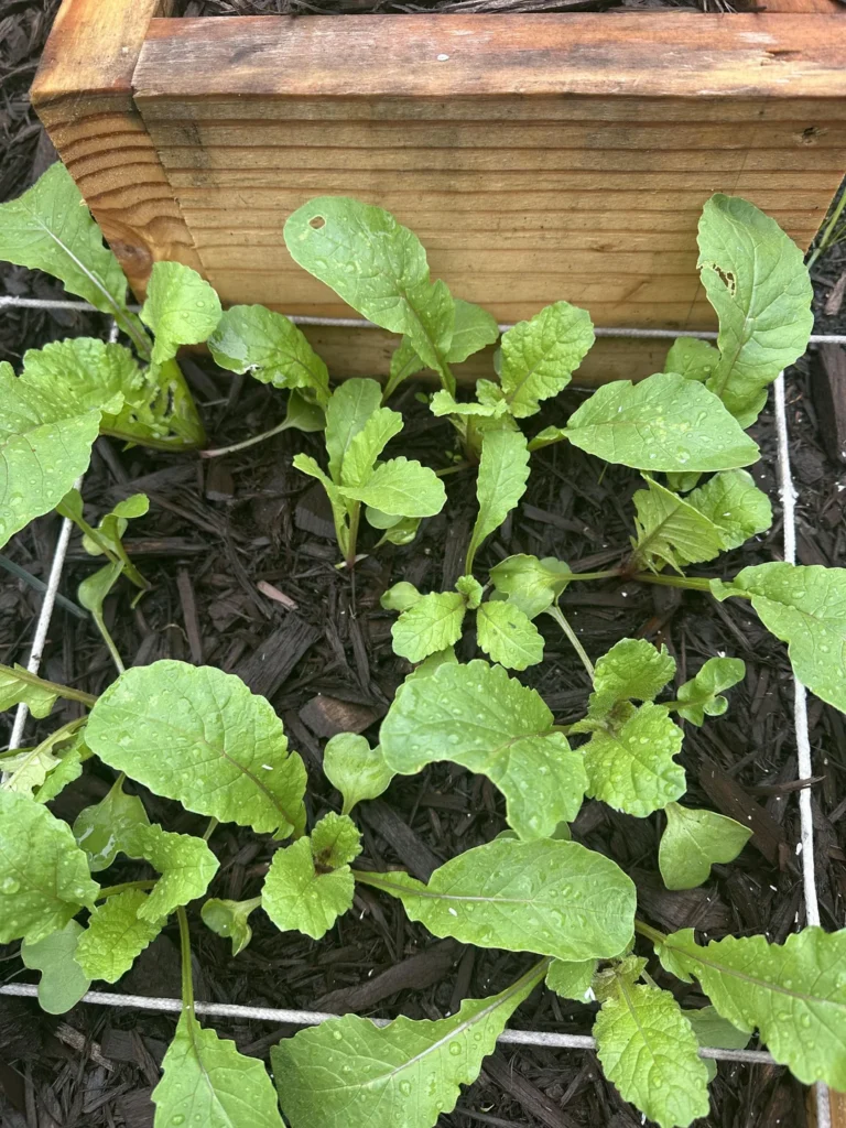 Bolting Flowering Too Early