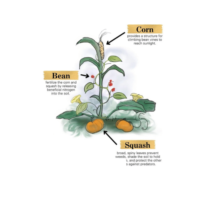 3 Sisters Planting