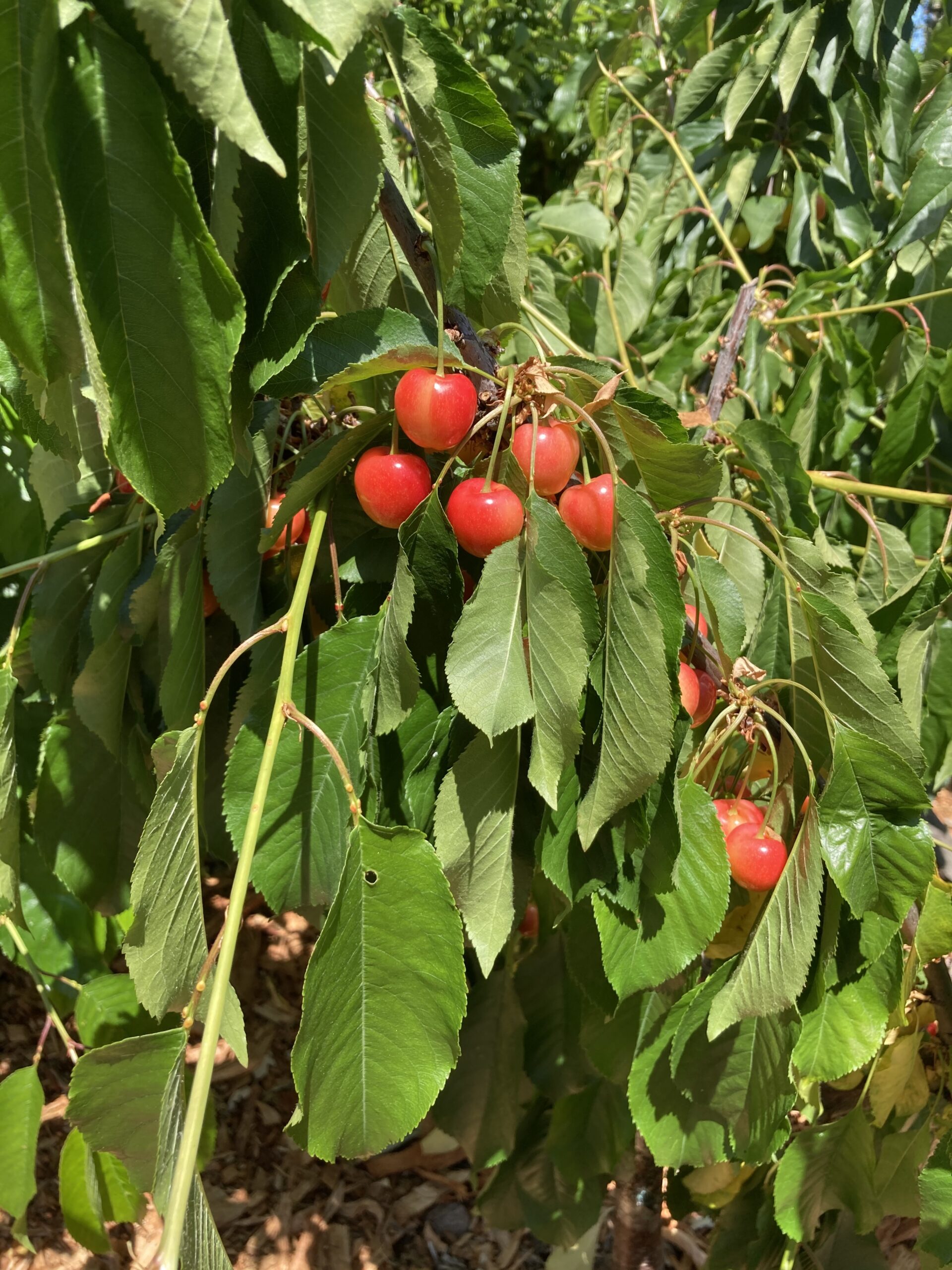 Diseases of Cherry Trees