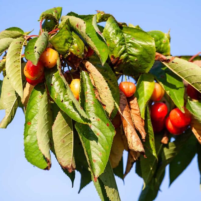 Diseases of Cherry Trees