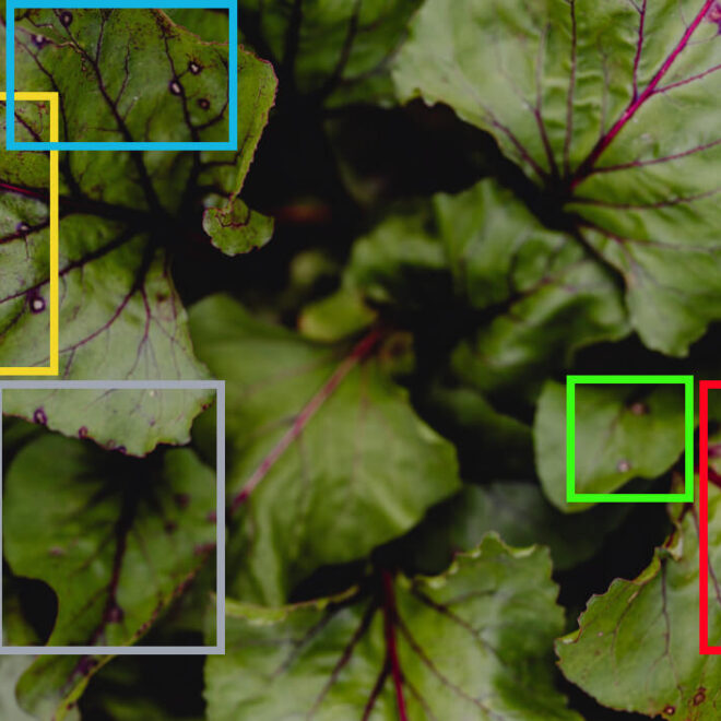 plant disease detection