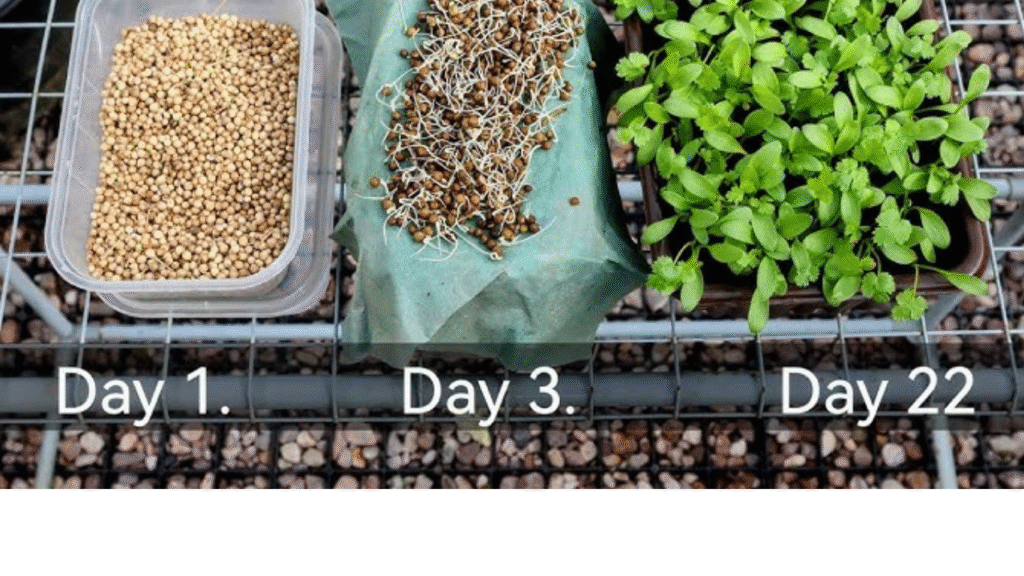 How to Grow Coriander