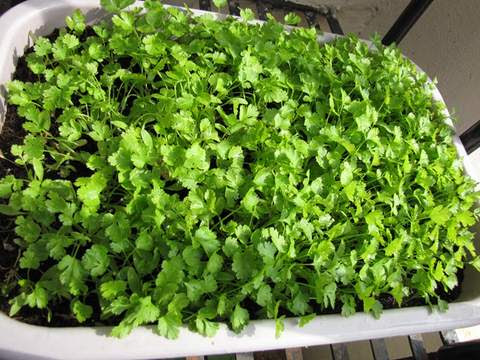 how to grow coriander