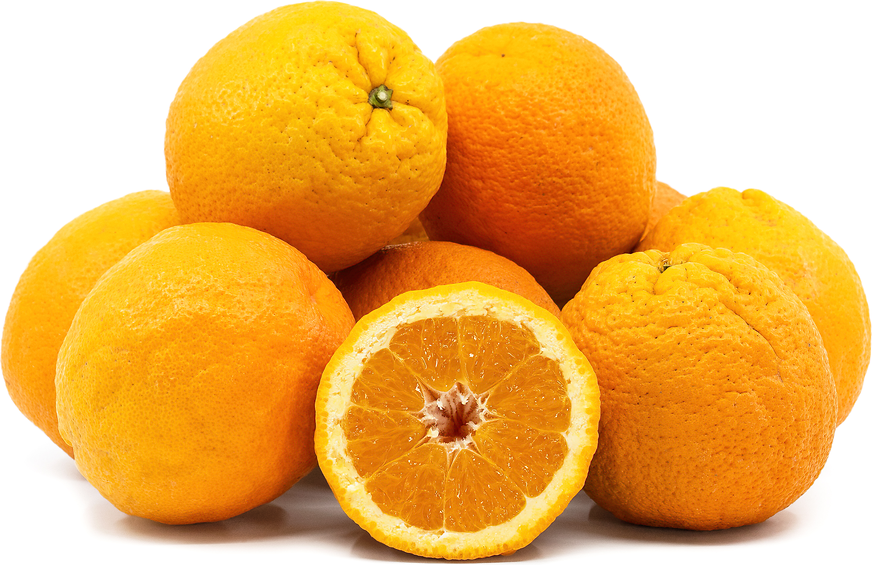 Valencia oranges