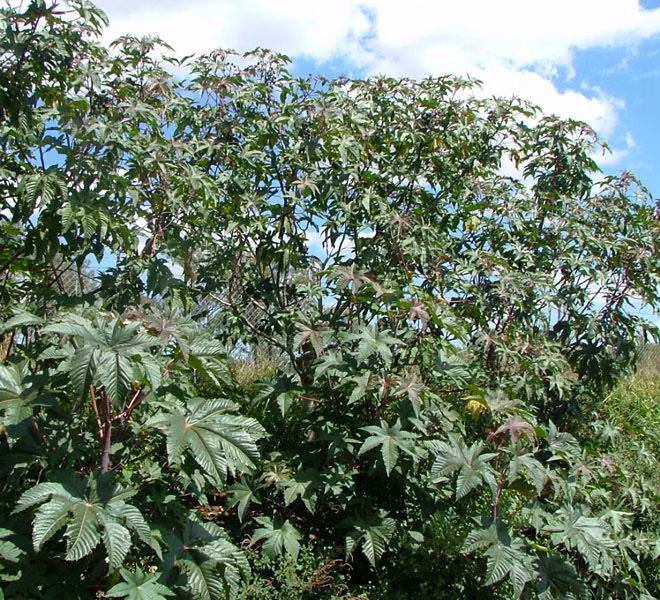 how to grow castor oil plant