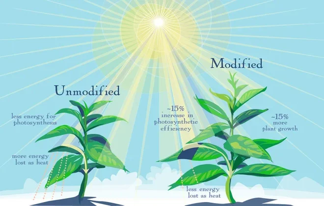 Gene Modification in Plants