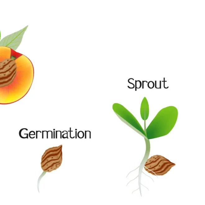 how to grow peaches