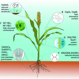 Maize That Stands Up to Drought