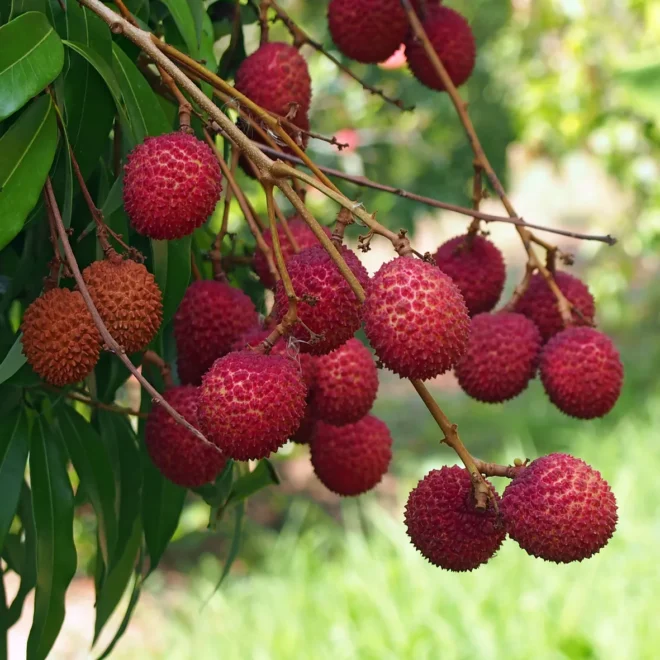 Lychee