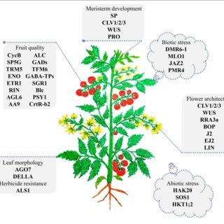 CRISPR in Agriculture