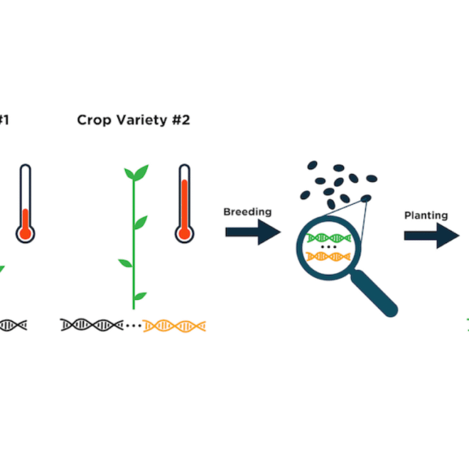 CRISPR in Agriculture