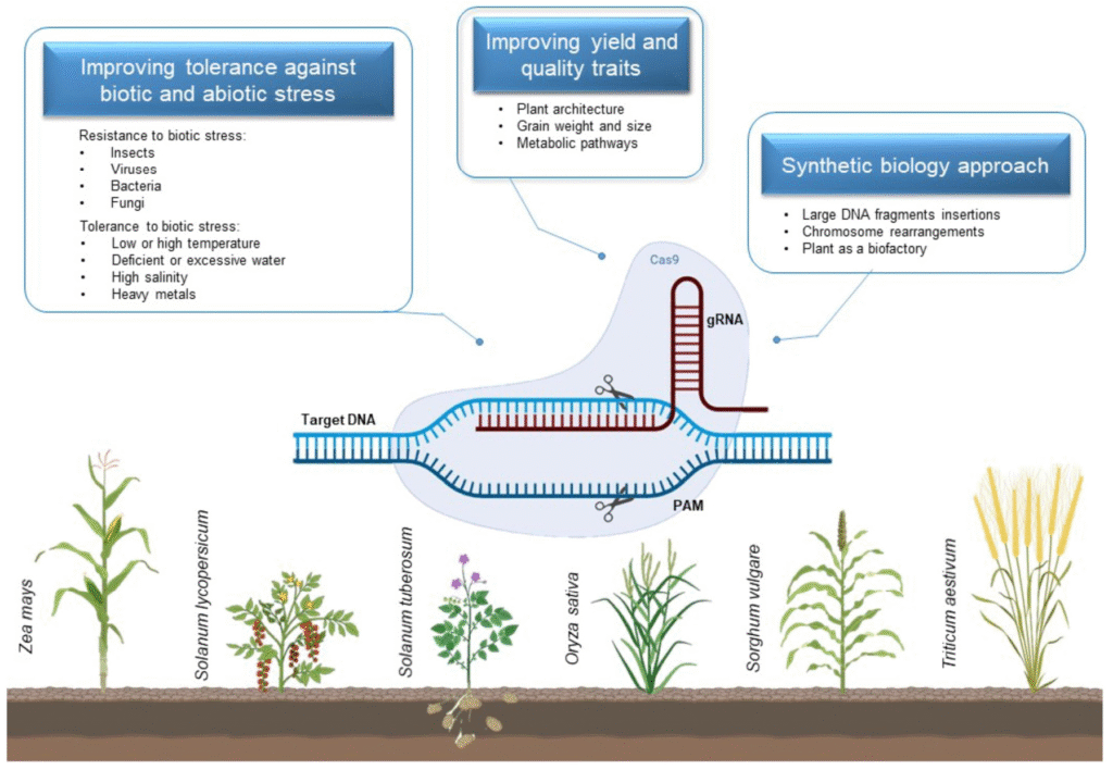The Future of CRISPR in Agriculture