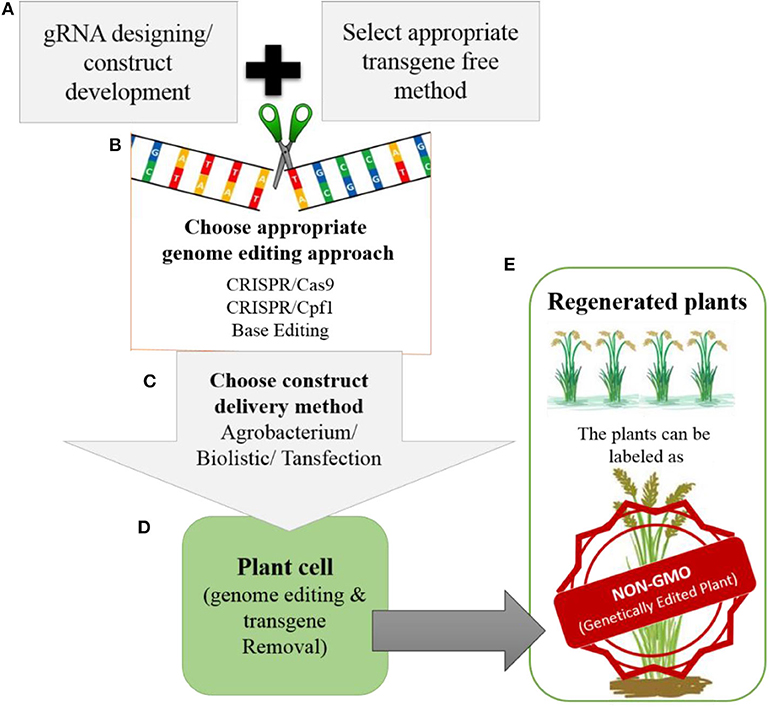 Rice That Can Handle Tougher Conditions
