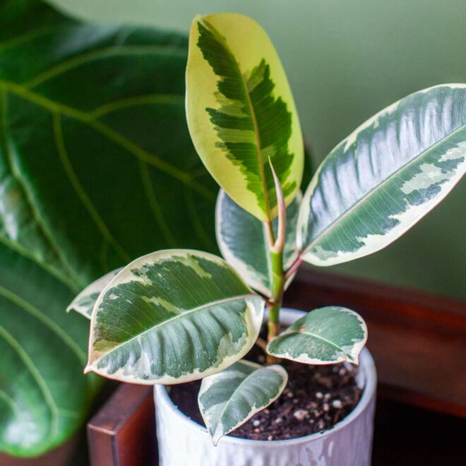 rubber plant care