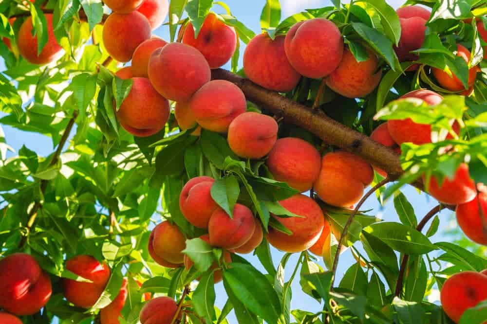 how to grow peaches