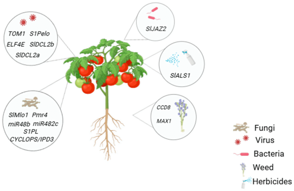 Tomatoes That Don’t Get Sick So Easily of CRISPR