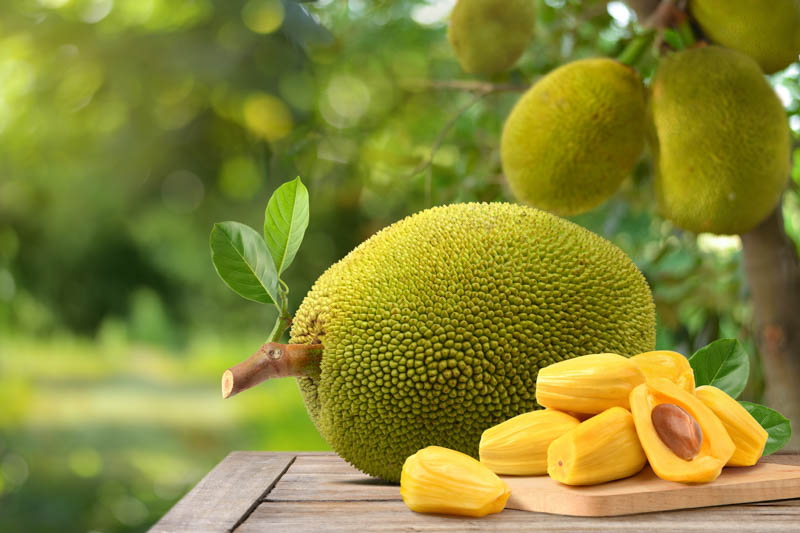 Growing Jackfruit