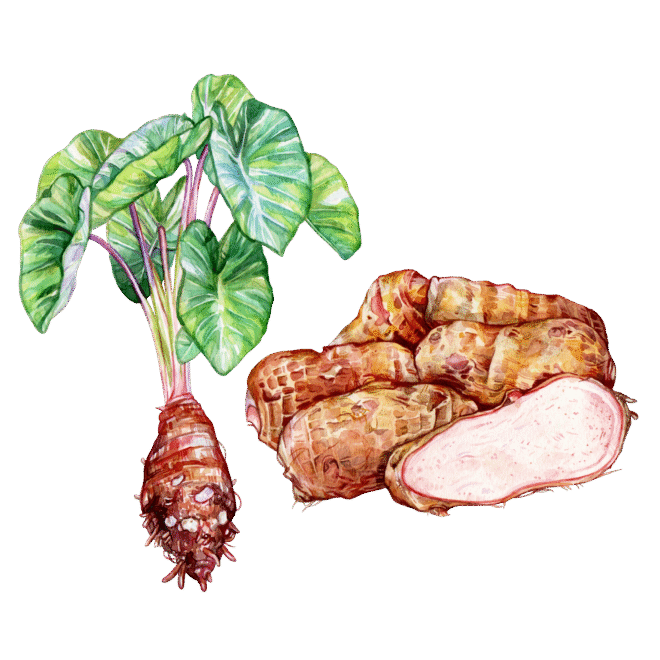 Taro