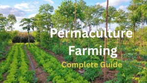 Permaculture Farming -Sustainable Practices for Future