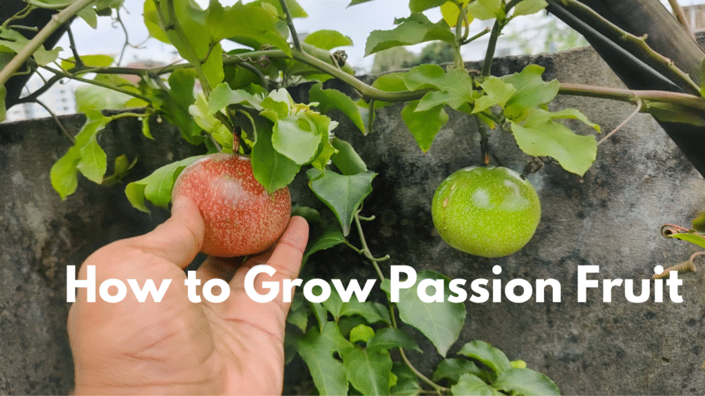 How to Grow Passion Fruit