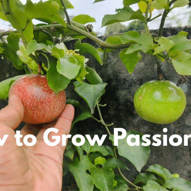 How to Grow Passion Fruit