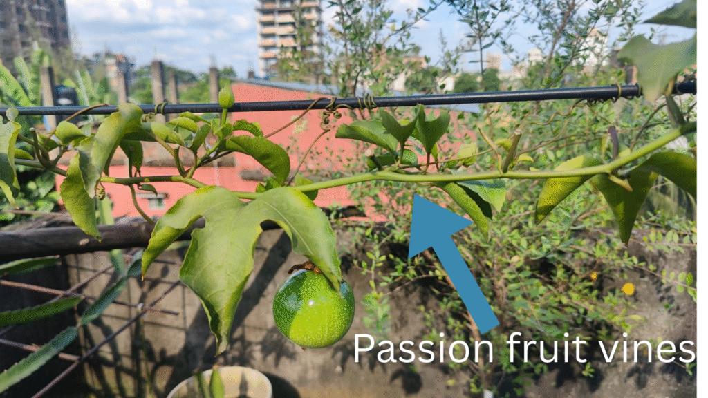 Passion fruit vines