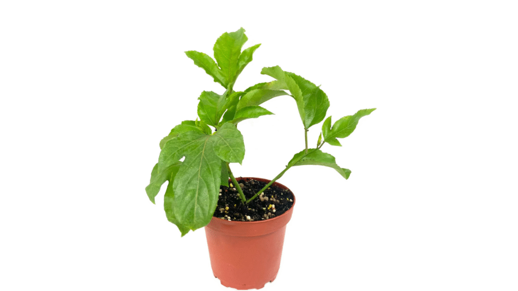 Passion Fruit Plant