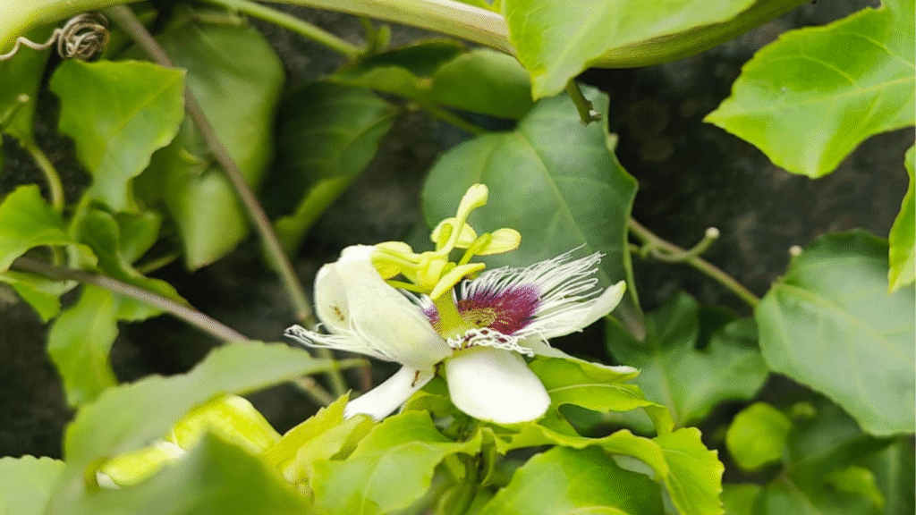 Passion Fruit