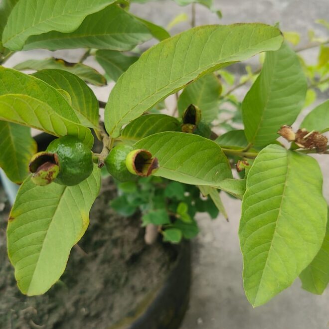 How to Grow a Guava Plant
