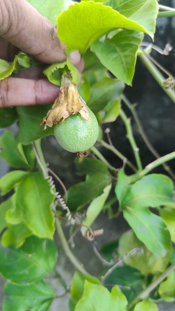 How to grow passion fruit