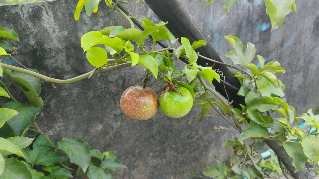 Growing Passion Fruit 