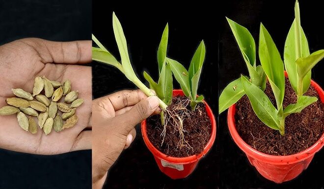 Cultivation of Cardamom