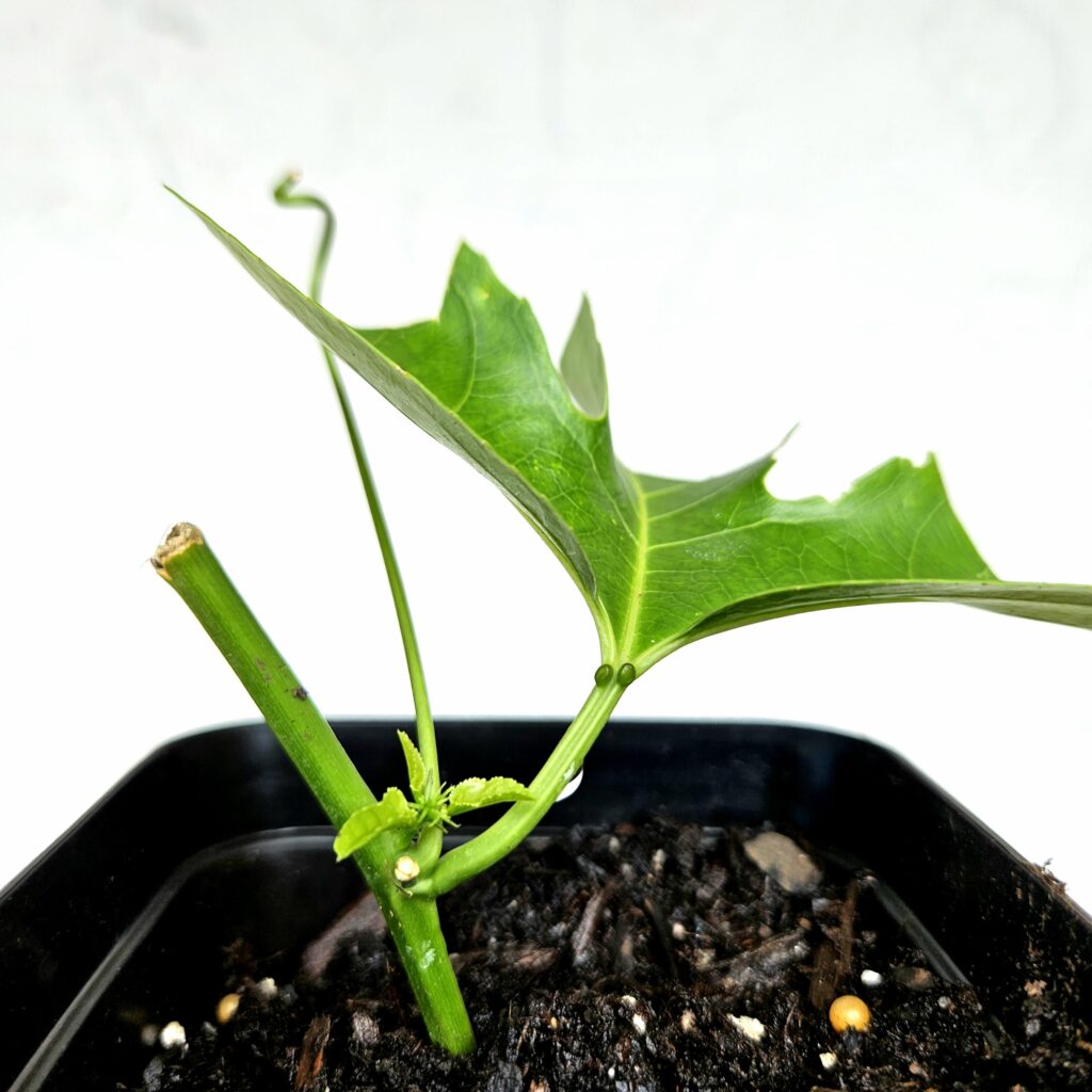 From Cuttings for passion fruit propagation