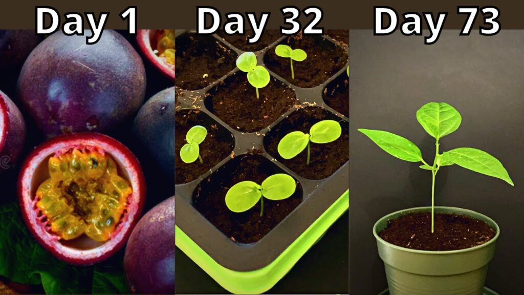 From Seeds