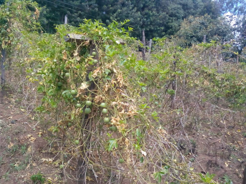 Fusarium Wilt & Root Rot