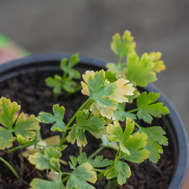 Coriander Diseases